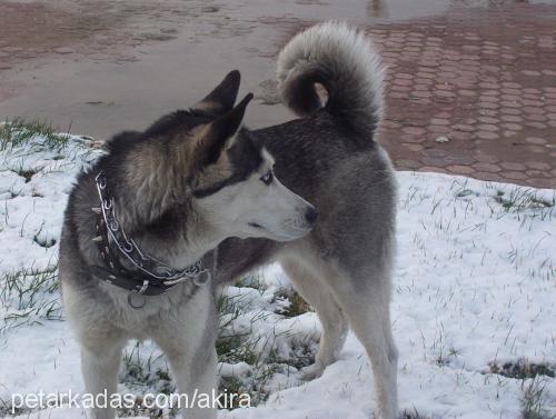 akİra Dişi Sibirya Kurdu (Husky)