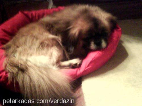 lucky Erkek Tibetli Spaniel