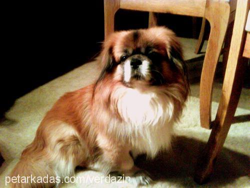 lucky Erkek Tibetli Spaniel