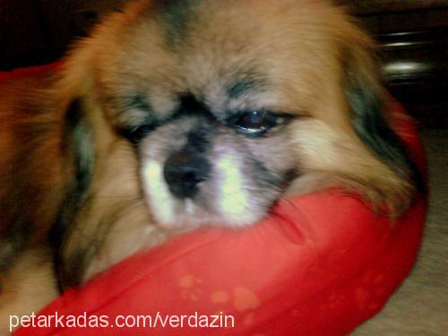 lucky Erkek Tibetli Spaniel