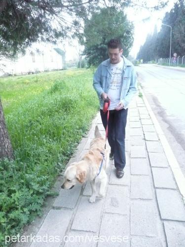 ateş Erkek Golden Retriever