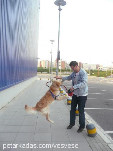 ateş Erkek Golden Retriever