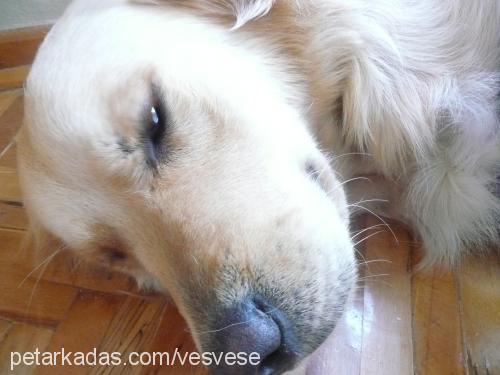 ateş Erkek Golden Retriever