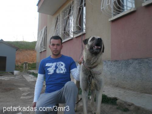 paŞa Erkek Kangal