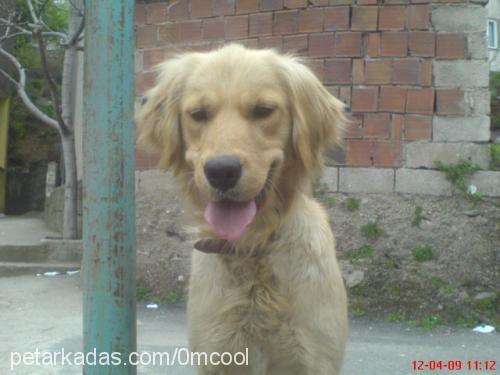 lady Dişi Golden Retriever