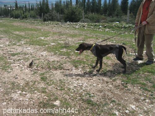 orİon Erkek Alman Kısa Tüylü Pointer