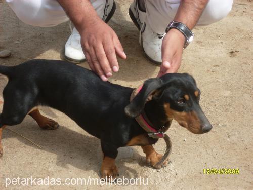 tarçın Dişi Dachshund