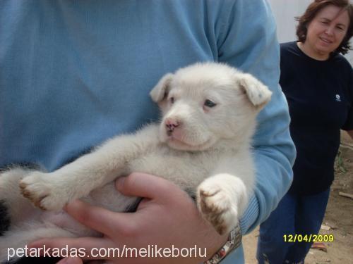 Şımarıkmiskin Dişi Sibirya Kurdu (Husky)