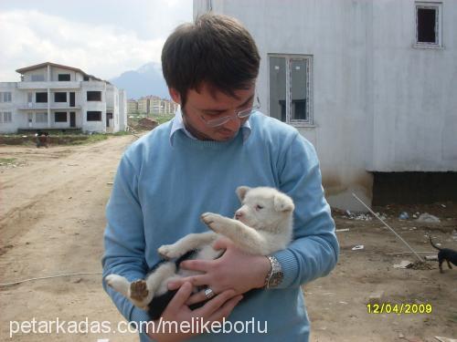 Şımarıkmiskin Dişi Sibirya Kurdu (Husky)