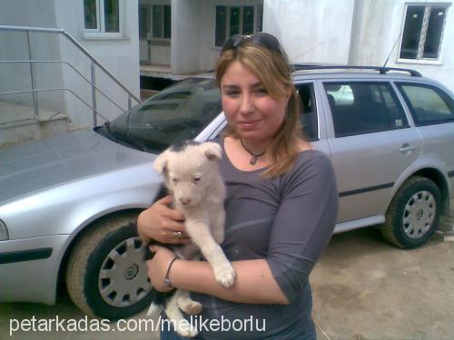 Şımarıkmiskin Dişi Sibirya Kurdu (Husky)