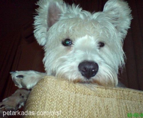 felix Erkek West Highland White Terrier