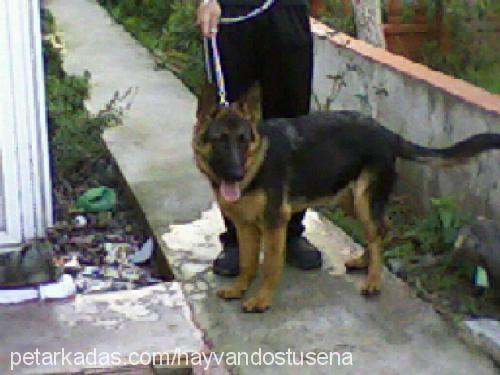 angel Dişi Alman Çoban Köpeği