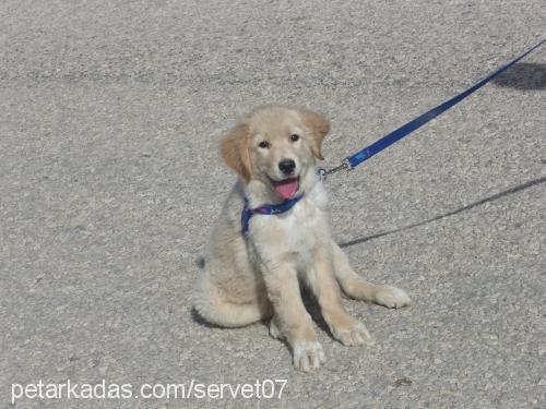 shila Dişi Golden Retriever