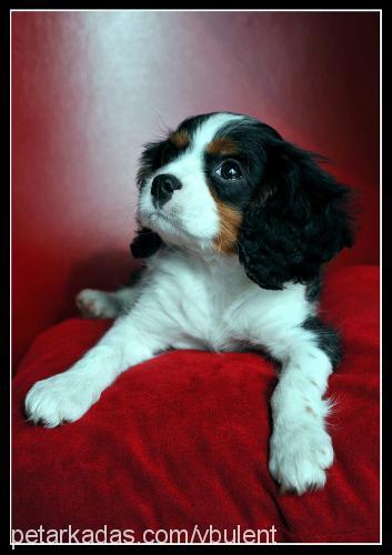 bobsi Erkek Cavalier King Charles Spanieli