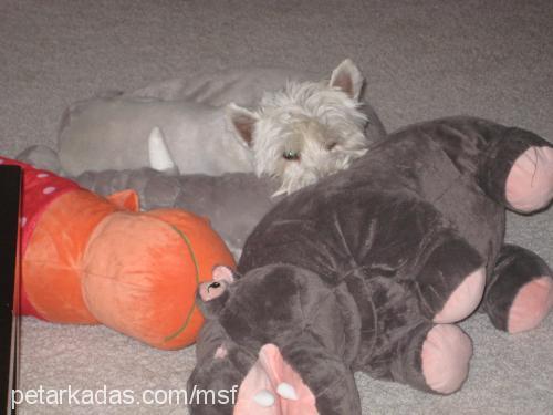 felix Erkek West Highland White Terrier