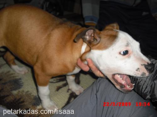 lisaaa Dişi Amerikan Pitbull Terrier