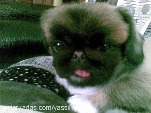 sissy Dişi Pekingese