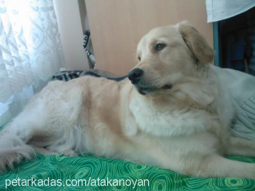 hera Dişi Golden Retriever