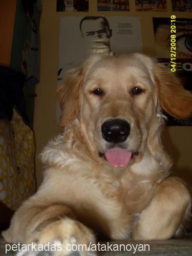 hera Dişi Golden Retriever