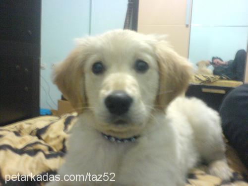 tazz Erkek Golden Retriever