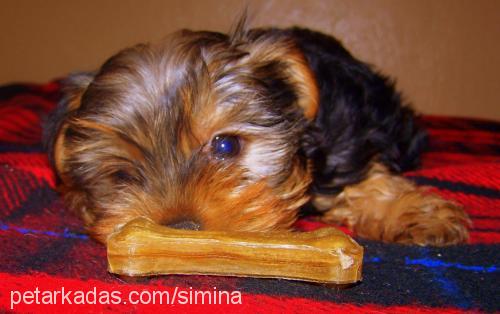 sherry Erkek Yorkshire Terrier