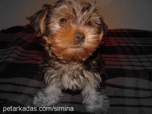 sherry Erkek Yorkshire Terrier