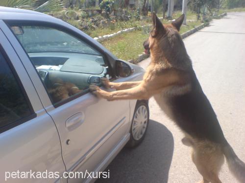 dost Erkek Alman Çoban Köpeği