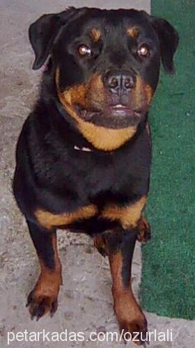 asİ Dişi Rottweiler