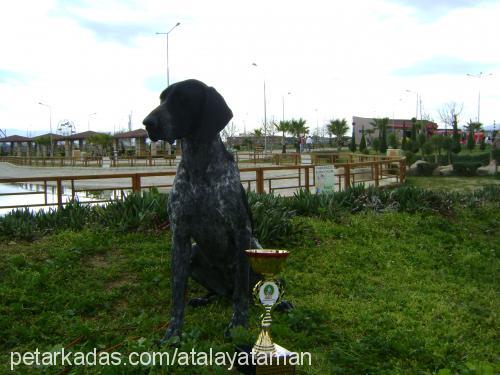 koravomderschpa Dişi Alman Kısa Tüylü Pointer