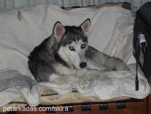 akİra Dişi Sibirya Kurdu (Husky)