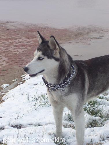 akİra Dişi Sibirya Kurdu (Husky)