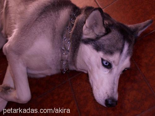 akİra Dişi Sibirya Kurdu (Husky)