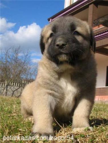 yumoş Erkek Kangal