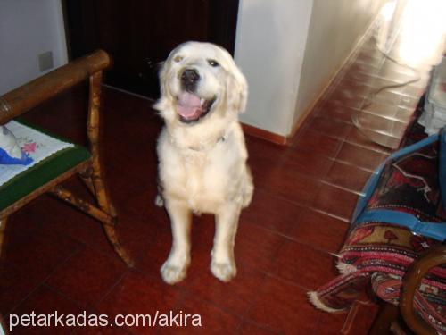 ako Erkek Golden Retriever