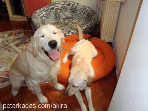 ako Erkek Golden Retriever