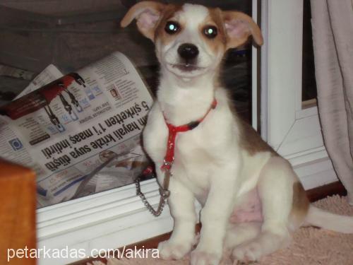 tenten Erkek Jack Russell Terrier