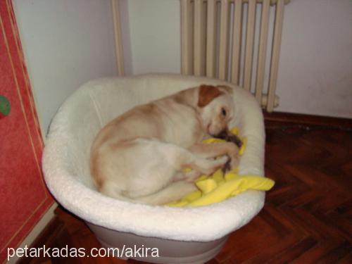 balim Dişi Labrador Retriever