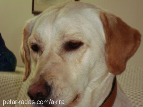 balim Dişi Labrador Retriever