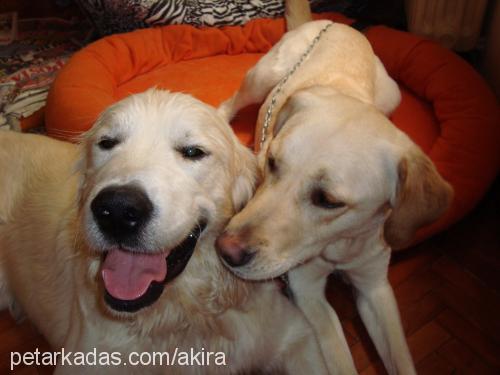 balim Dişi Labrador Retriever