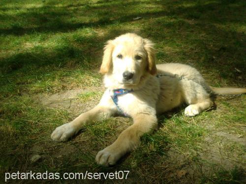 shila Dişi Golden Retriever