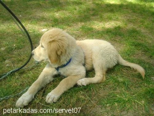 shila Dişi Golden Retriever