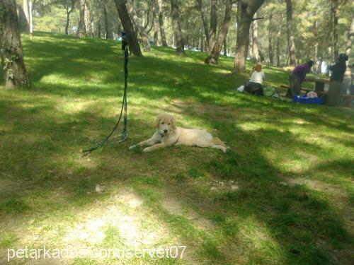 shila Dişi Golden Retriever