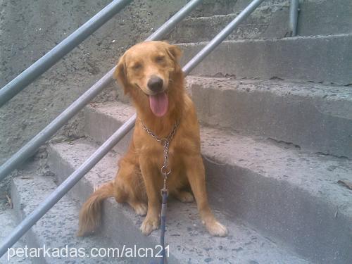 joy Dişi Golden Retriever