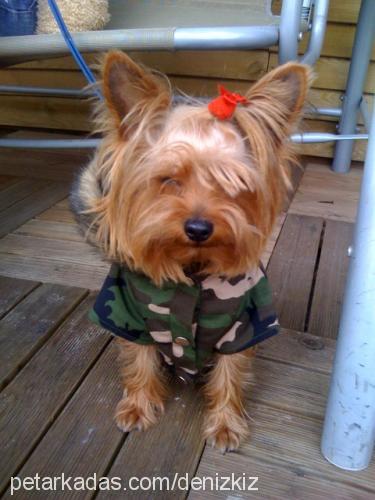 CHICCO Erkek Yorkshire Terrier