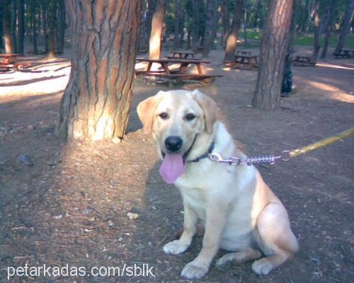 lory Dişi Labrador Retriever