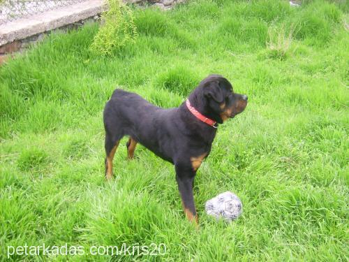 paŞa Erkek Rottweiler