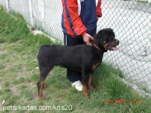 paŞa Erkek Rottweiler