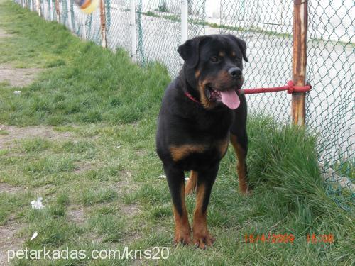 paŞa Erkek Rottweiler