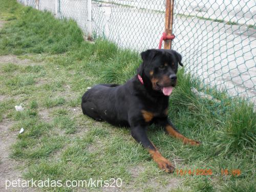 paŞa Erkek Rottweiler