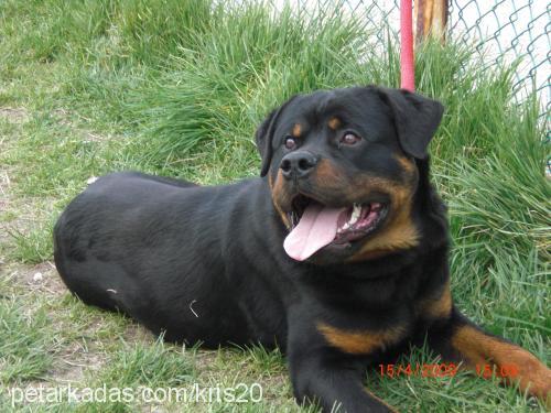 paŞa Erkek Rottweiler